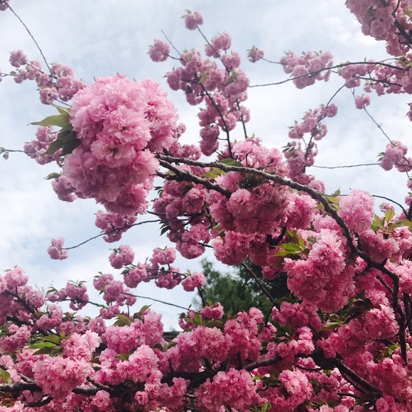 Meet your Posher, Lydia - Picture 1 of 1